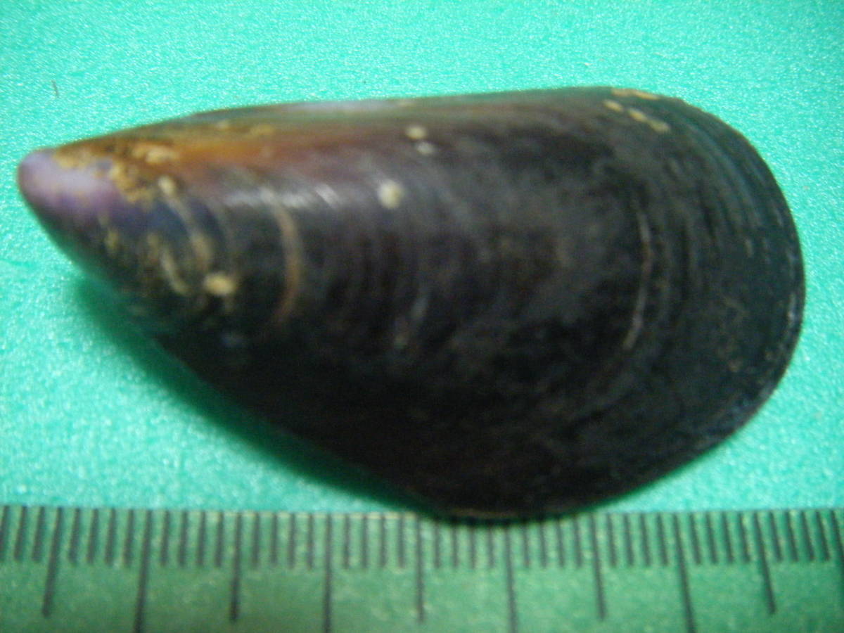 天然採取の貝殻　「ムラサキイガイ」両面　標本Ｓ１３　超美品_画像2