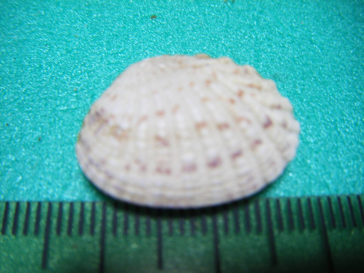 天然採取の貝殻　「ホソスジイナミガイ」両面　標本Ｓ１３　超美品_画像2