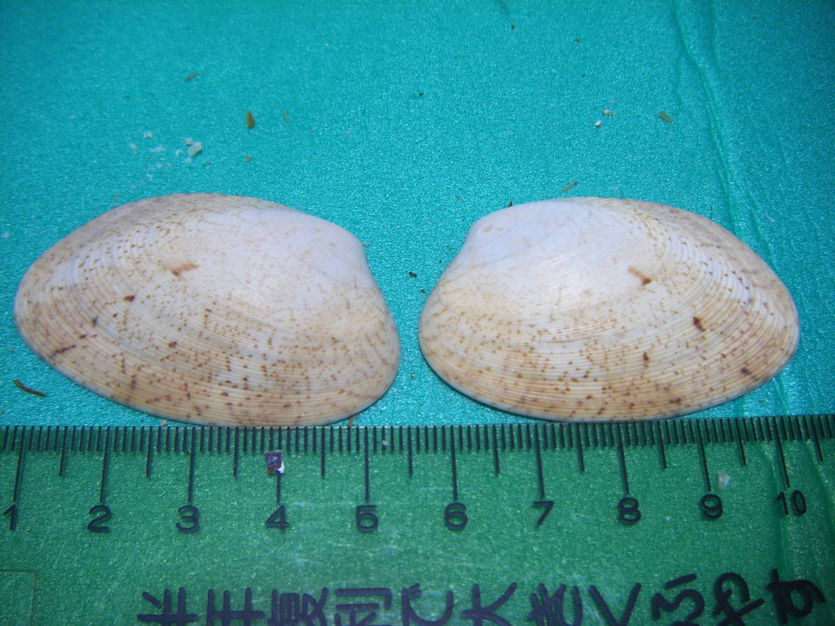 天然採取の貝殻　「リュウキュウアサリガイ」　標本Ｓ１３　超美品