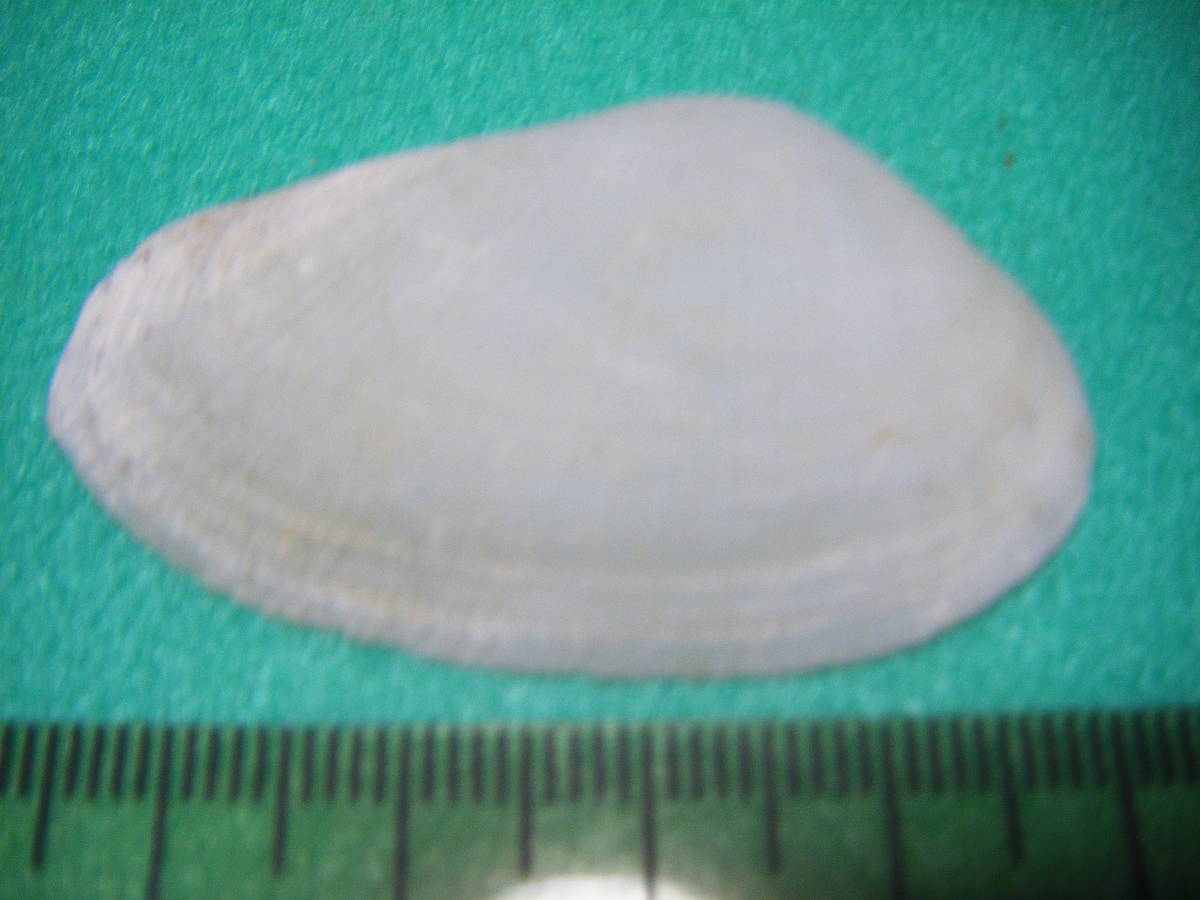 天然採取の貝殻　「正式名不明」　標本Ｓ１２　超美品　２０_画像1