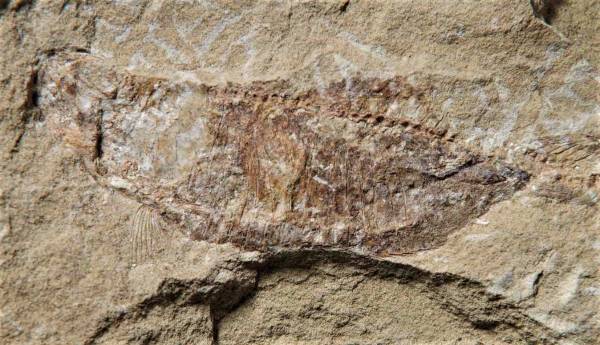 魚類化石0.4ｋｇ　中国産