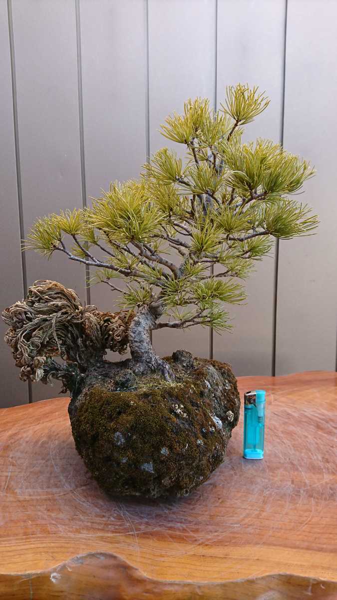 盆栽 五葉松 石付 樹高30cm www.bia-niger.com