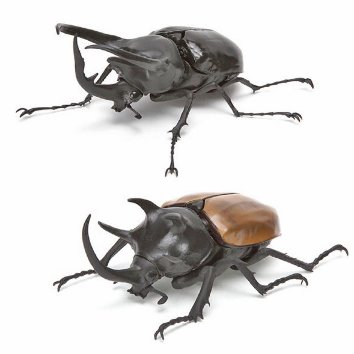 カブトムシ02 コーカサスオオカブト&ゴホンヅノカブト 2種セット カブトムシ02 コーカサスオオカブト&ゴホンヅノカブト 2種セット