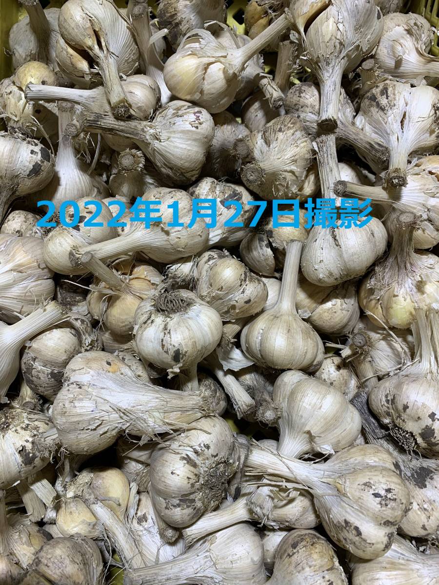 ヤフオク! - 青森県産にんにく10kg M ニンニク10キロ