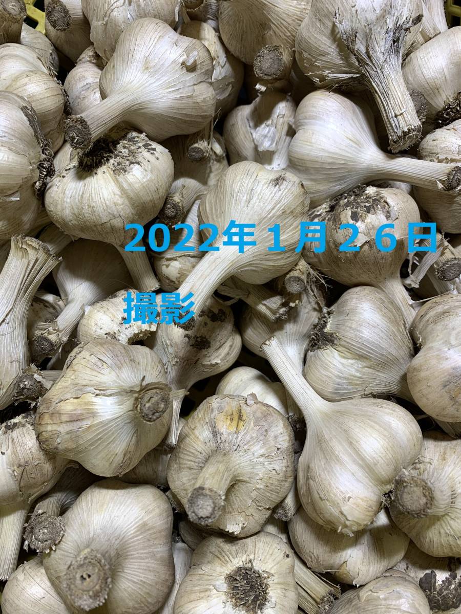 定番から日本未入荷 お買得にんにく20Kg L送料込み pantum.rs