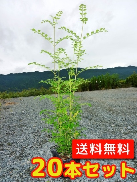 適当な価格 苗木 植木 苗 （20本セット）（送料無料） 10.5cmポット 樹高0.4m前後 シマトネリコ - 植木、庭木 - hlt.no
