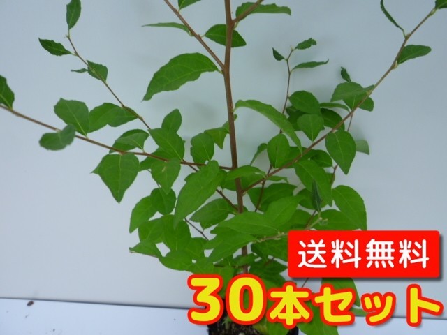 【ラッピング不可】  エノキ 樹高0.8m前後 10.5cmポット （30本セット）（送料無料） 苗 植木 苗木 植木、庭木