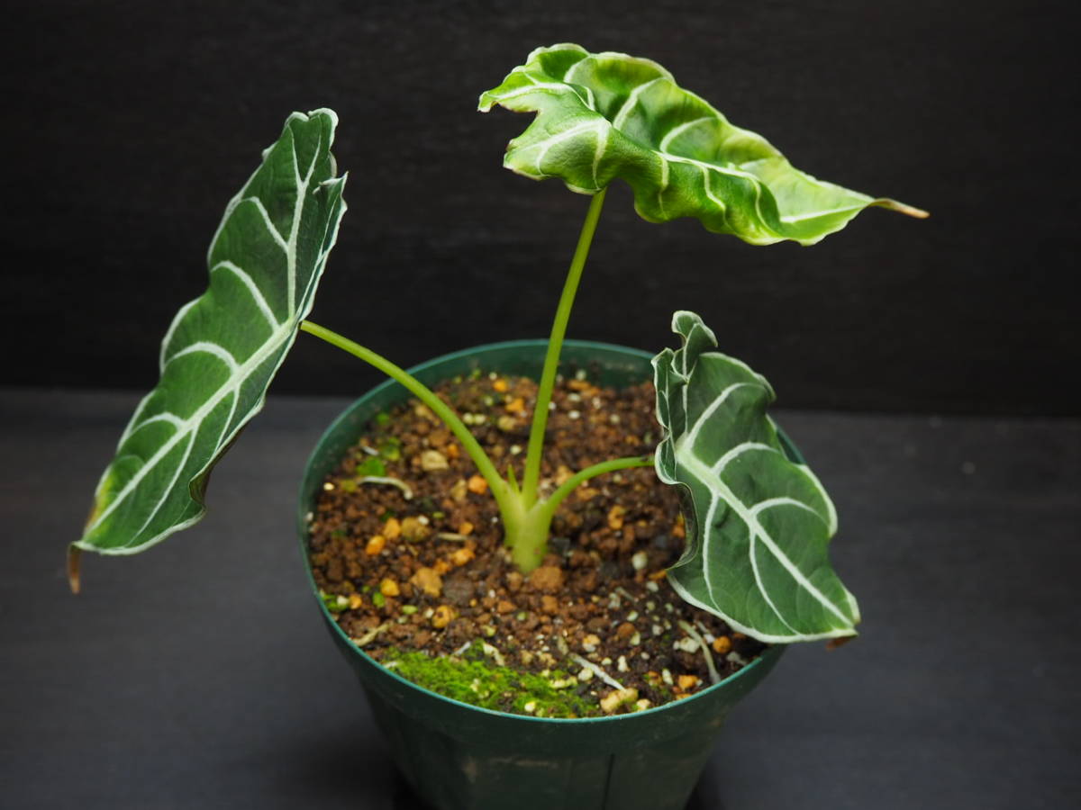 まとめ買い】 Watsoniana アロカシア ワトソニアナ Alocasia - 植物/観葉植物 - mkukinanyota.com まとめ買い】 Watsoniana アロカシア ワトソニアナ Alocasia - 植物/観葉植物 - mkukinanyota.com