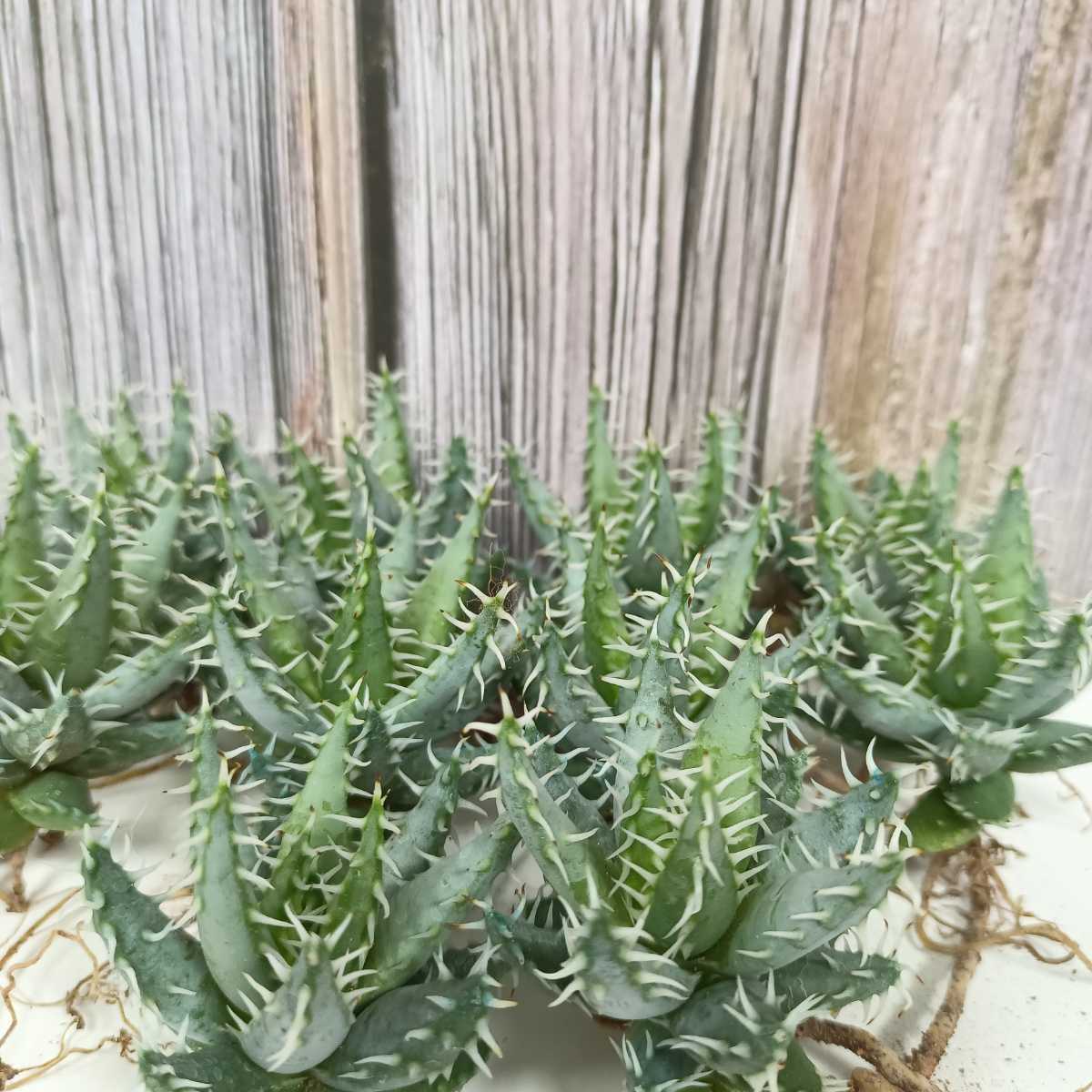 多肉植物 Aloe erinacea アロエ エリナケア 10株セット www