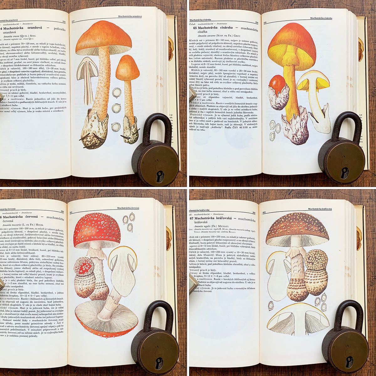 Bibian 比比昂 - チェコの古いキノコ図鑑(1980年)/アンティーク ヴィンテージ ヨーロッパ 洋書 キノコのイラスト キノコの絵 ジャンクジャーナル雰囲気◎/ - Bibian 比比昂 日本代標 Bibian 比比昂 - チェコの古いキノコ図鑑(1980年)/アンティーク ヴィンテージ ヨーロッパ 洋書 キノコのイラスト キノコの絵 ジャンクジャーナル雰囲気◎/ - Bibian 比比昂 日本代標
