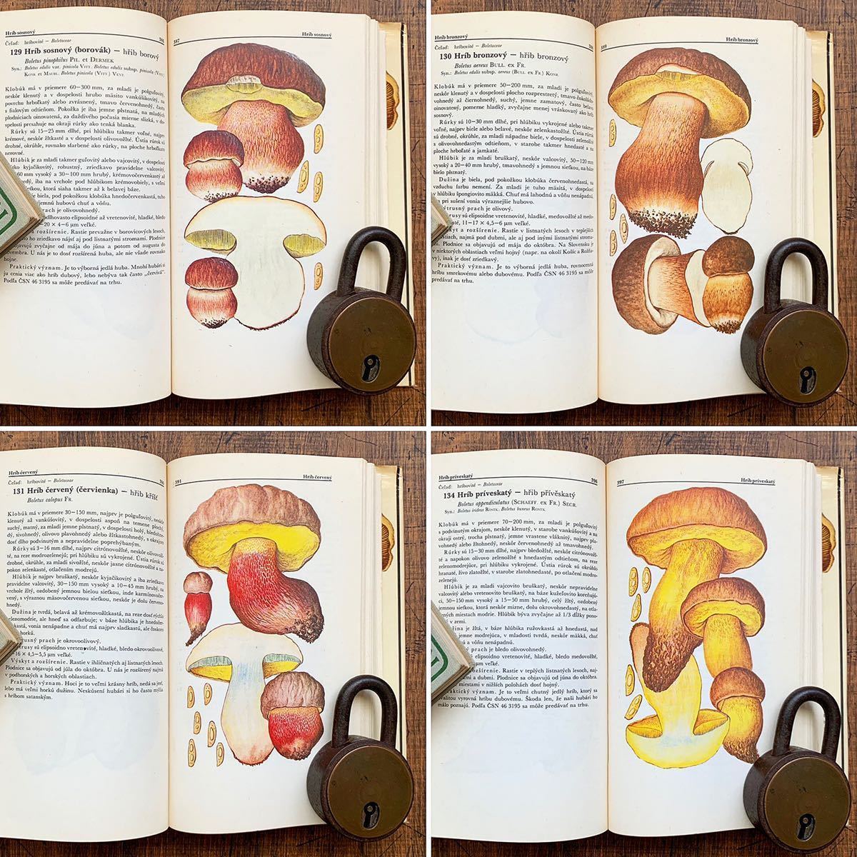 Bibian 比比昂 - チェコの古いキノコ図鑑(1980年)/アンティーク ヴィンテージ ヨーロッパ 洋書 キノコのイラスト キノコの絵 ジャンクジャーナル雰囲気◎/ - Bibian 比比昂 日本代標 Bibian 比比昂 - チェコの古いキノコ図鑑(1980年)/アンティーク ヴィンテージ ヨーロッパ 洋書 キノコのイラスト キノコの絵 ジャンクジャーナル雰囲気◎/ - Bibian 比比昂 日本代標
