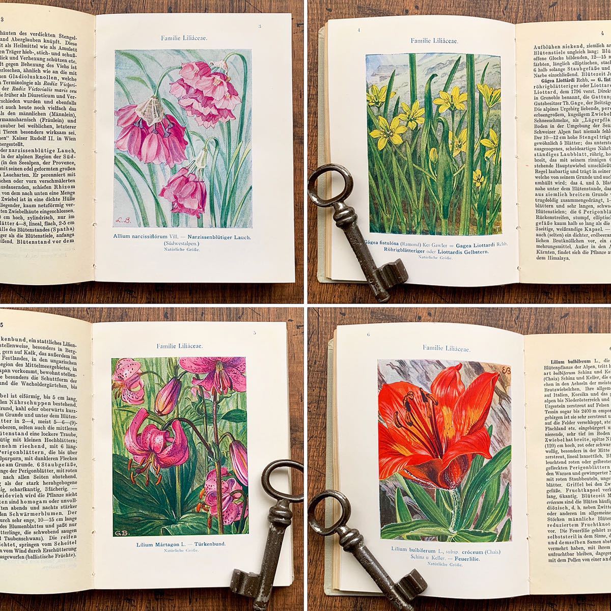 得価NEW h.676 額装向け植物画計300枚収録!ドイツの古い植物図鑑1.2巻
