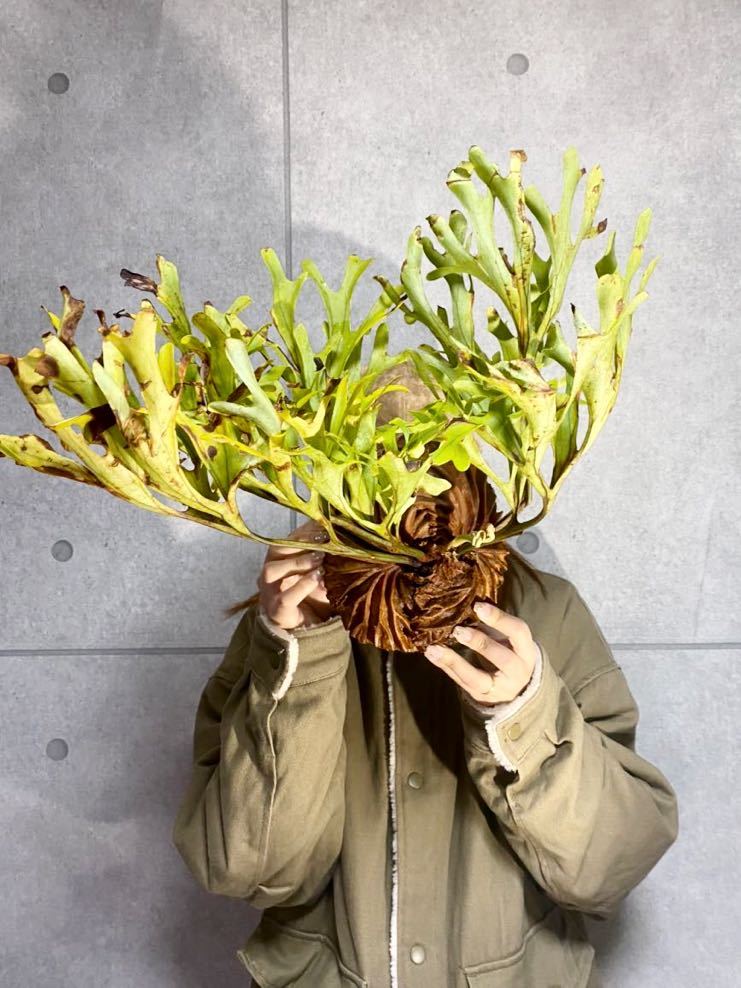▽P.ridleyi WILD▽ 特大サイズ 胞子嚢展開中 ワイルドリドレイ