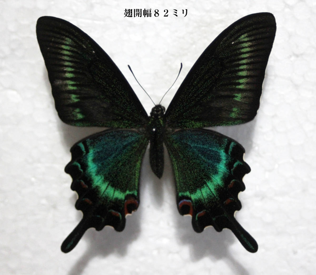 Yahoo!オークション - 蝶標本 ミヤマカラスアゲハ(釧路・春型♂) Yahoo!オークション - 蝶標本 ミヤマカラスアゲハ(釧路・春型♂)