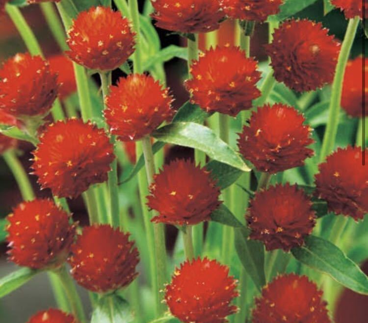 花の種 千日紅 ストロベリーフィールド たっぷり