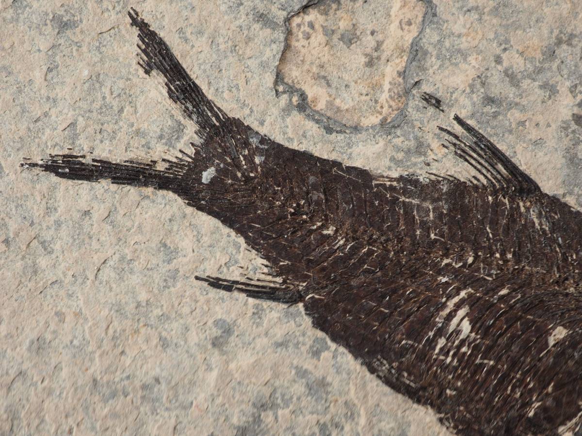 江漢魚◆有名な魚化石 ×3セット #73960 化石 工芸品 アクセサリー 水槽の画像8