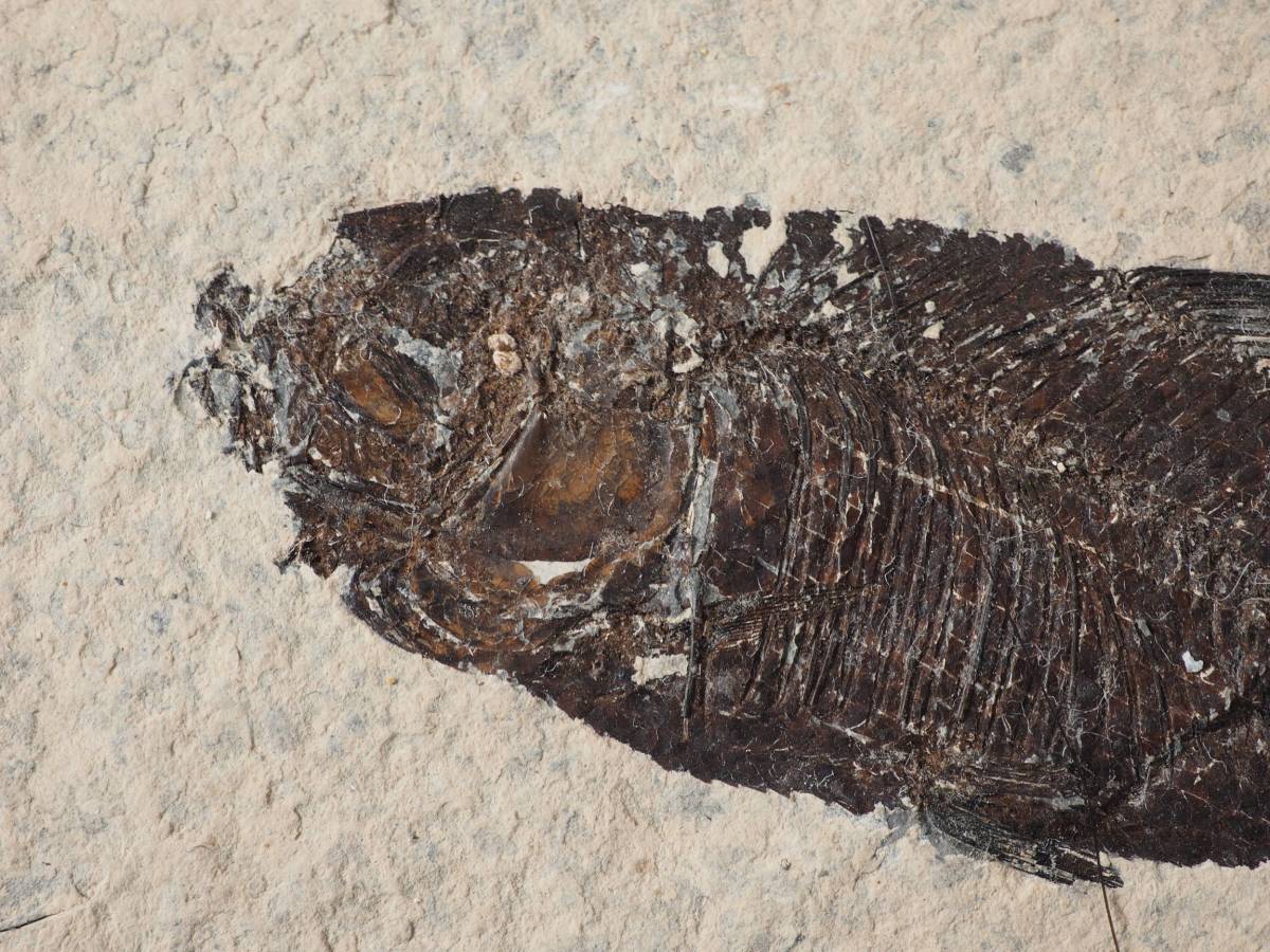 江漢魚◆有名な魚化石 ×3セット #73960 化石 工芸品 アクセサリー 水槽の画像9