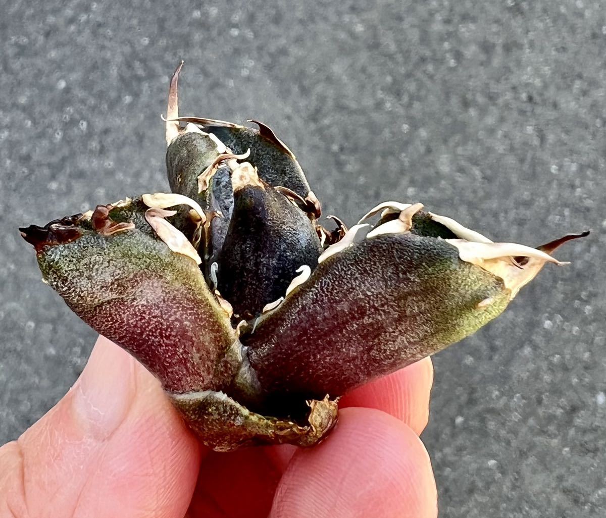 【オンライン限定商品】 アガベ 多肉植物 チタノタ 金鯨 厳選超極上棘狂刺美株 【オンライン限定商品】 アガベ 多肉植物 チタノタ 金鯨 厳選超極上棘狂刺美株