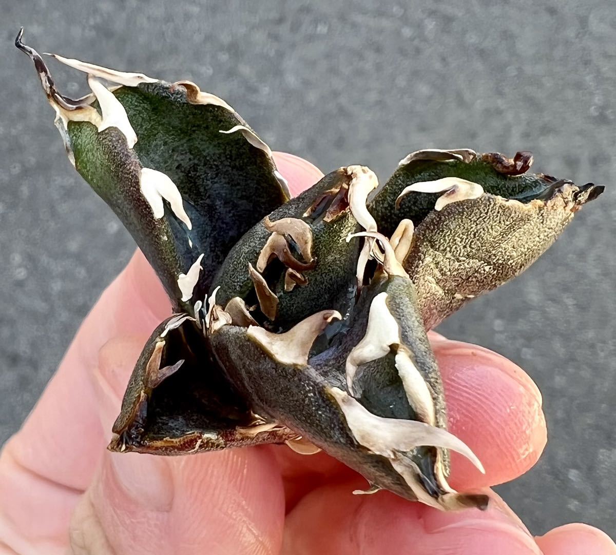 【オンライン限定商品】 アガベ 多肉植物 チタノタ 金鯨 厳選超極上棘狂刺美株 【オンライン限定商品】 アガベ 多肉植物 チタノタ 金鯨 厳選超極上棘狂刺美株