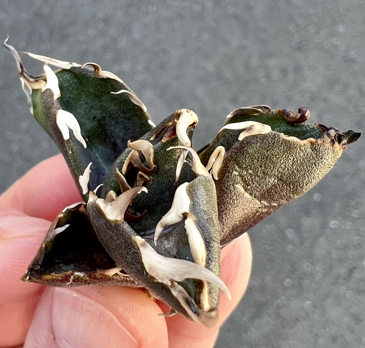 【オンライン限定商品】 アガベ 多肉植物 チタノタ 金鯨 厳選超極上棘狂刺美株 【オンライン限定商品】 アガベ 多肉植物 チタノタ 金鯨 厳選超極上棘狂刺美株