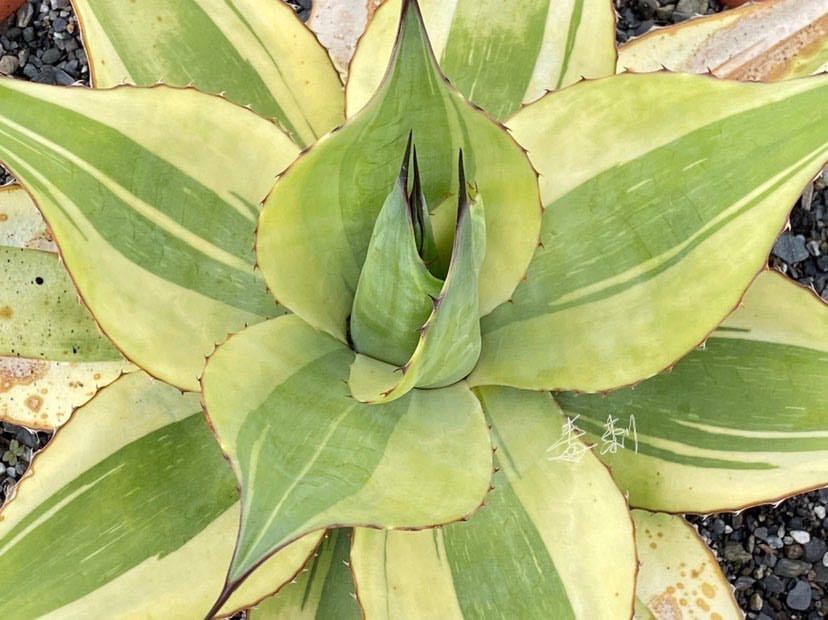 アガベ 多肉植物 オバティフォリア キラー 厳選極上美株