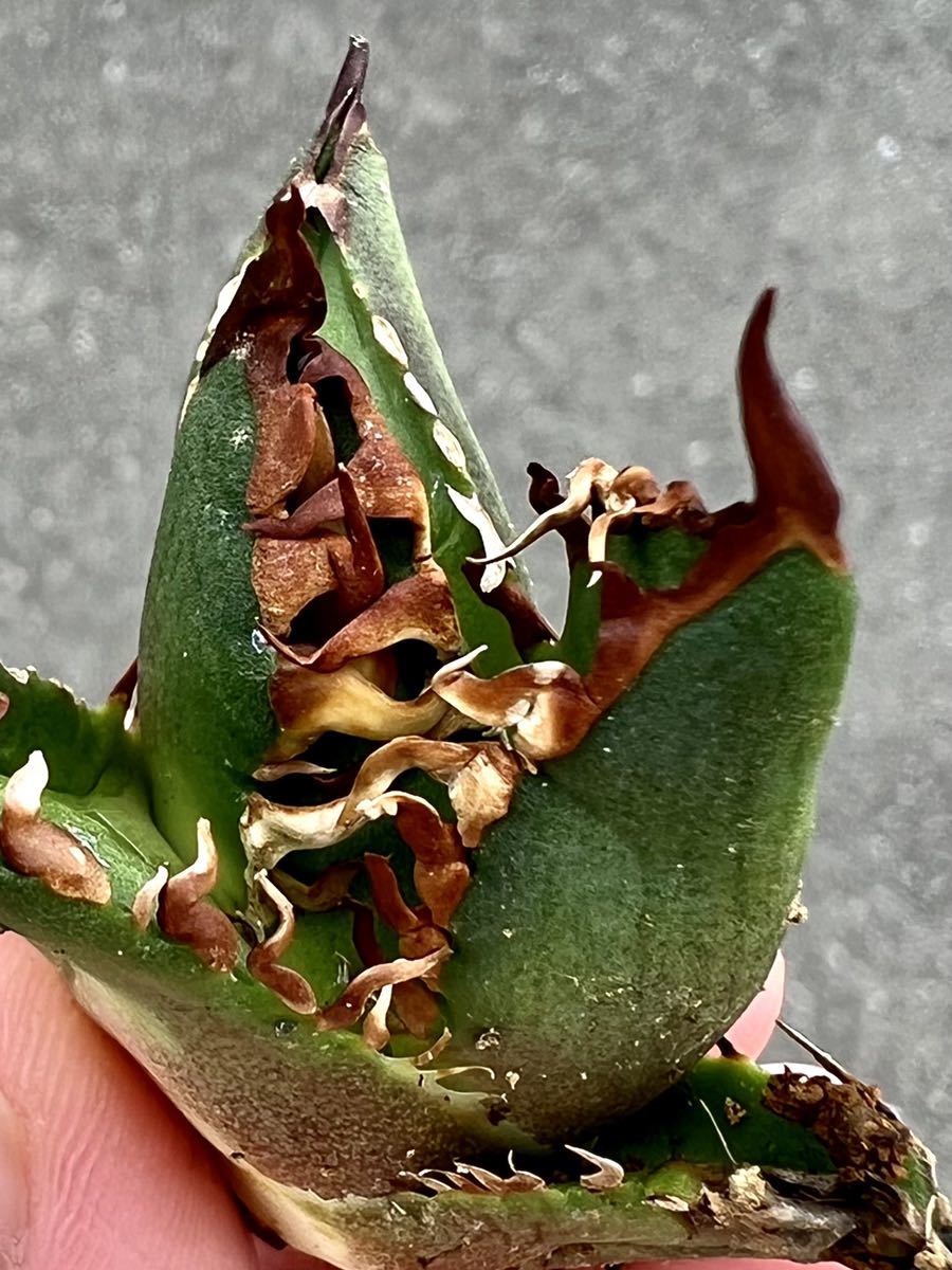 アガベ 多肉植物 チタノタ 紅猫 レッドキャットウィーズル 厳選超極上