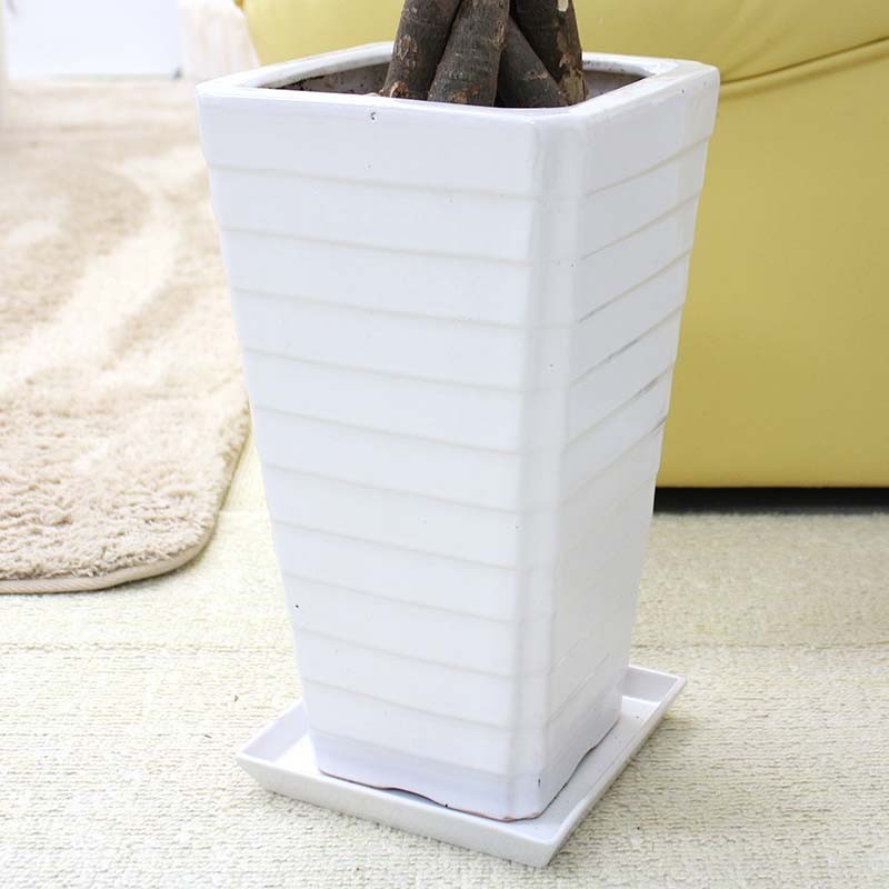 ヤフオク! - 観葉植物 コーヒーの木 7号 ホワイトスクエア陶...