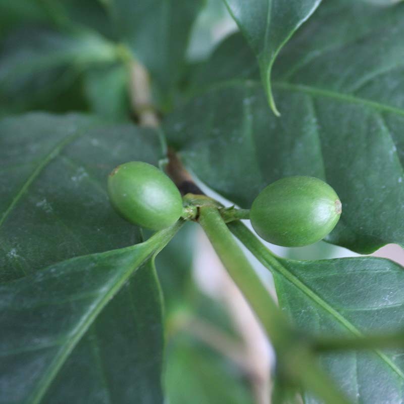 ヤフオク! - 観葉植物 コーヒーの木 7号 ホワイトスクエア陶...