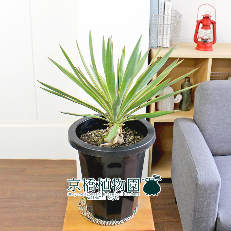 メーカー再生品 現品 ユッカ グロリオサ バリエガータ 8号 1 Yucca Gloriosa Variegata ユッカ Hlt No メーカー再生品 現品 ユッカ グロリオサ バリエガータ 8号 1 Yucca Gloriosa Variegata ユッカ Hlt No