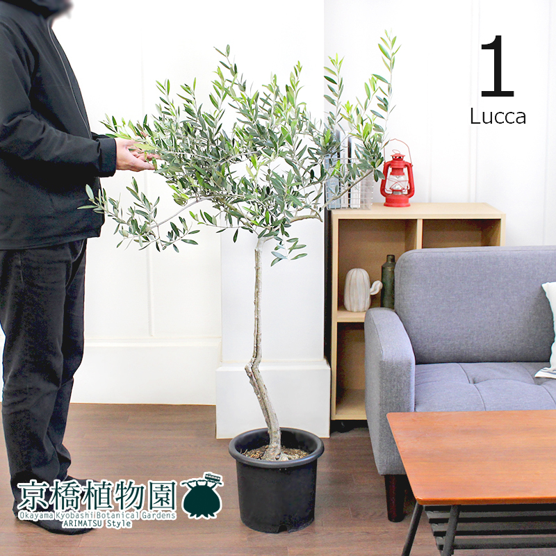 ショッピング人気商品 現品 オリーブ 古木 8号 ルッカ 1 Olea Europaea Lucca ネットショップ Onesuitehotel Com