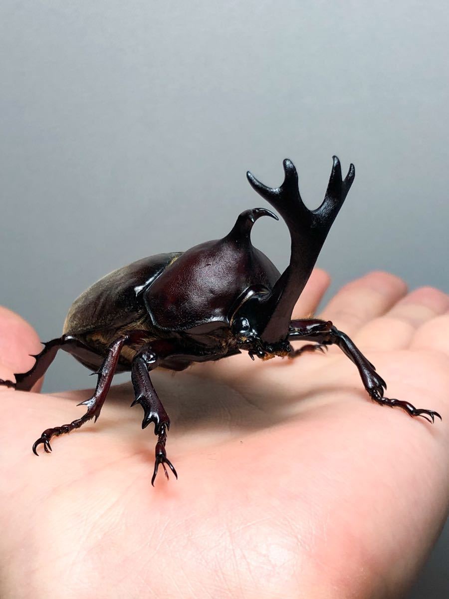 立体標本 カブトムシ【※必ず商品説明をお読みください】 虫類 立体標本 カブトムシ【※必ず商品説明をお読みください】 虫類