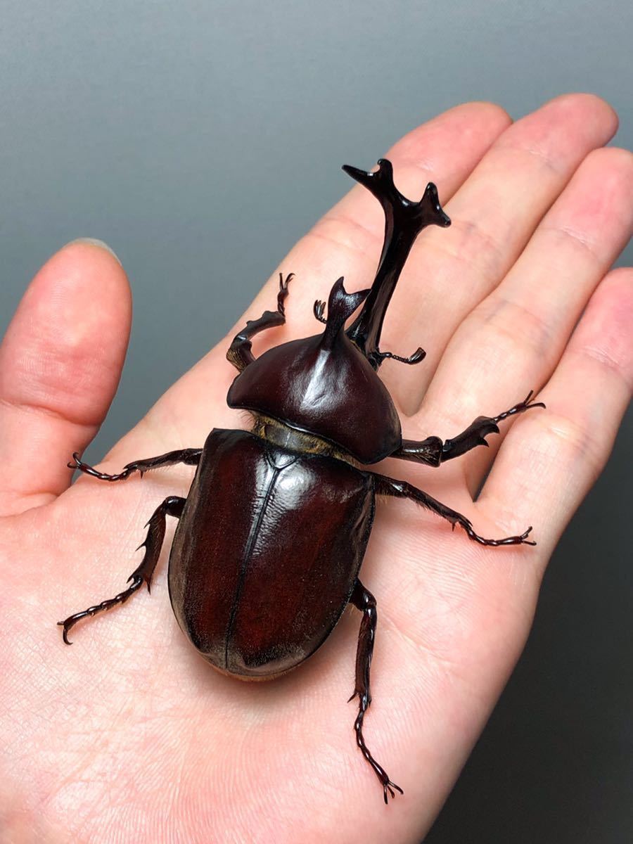 立体標本 カブトムシ【※必ず商品説明をお読みください】 虫類 立体標本 カブトムシ【※必ず商品説明をお読みください】 虫類