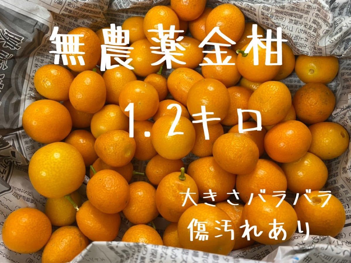 大好評です 無農薬 金柑 約750g en-dining.co.jp