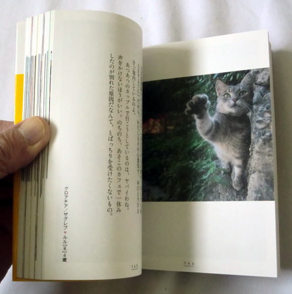 講談社文庫「猫のハローワーク」新美敬子 写真満載のかわいい猫のフォトエッセイ_画像3