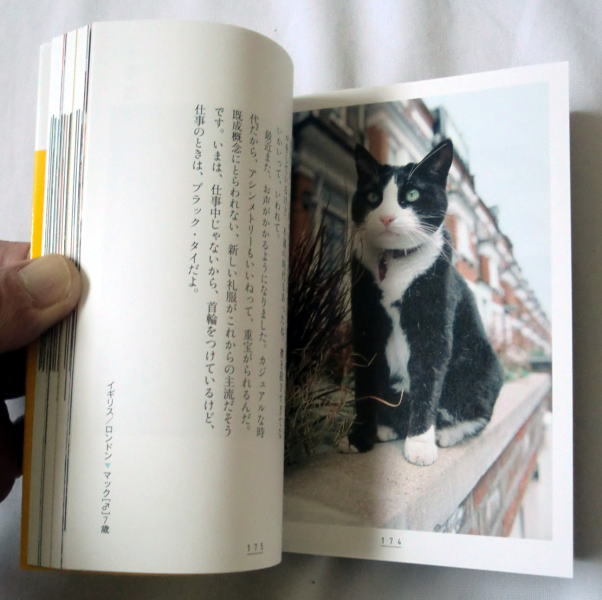 講談社文庫「猫のハローワーク」新美敬子 写真満載のかわいい猫のフォトエッセイ_画像5