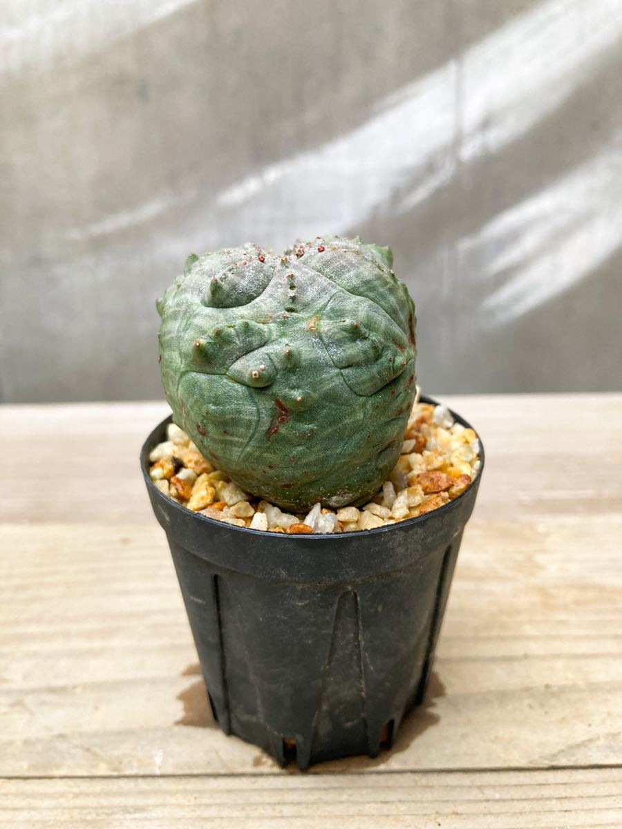 Euphorbia obesa D10【綴化・モンスト・発根済】ユーフォルビア