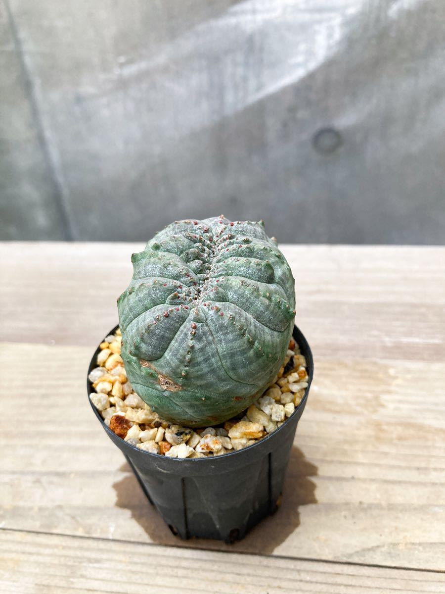 Euphorbia obesa D10【綴化・モンスト・発根済】ユーフォルビア Euphorbia obesa D10【綴化・モンスト・発根済】ユーフォルビア