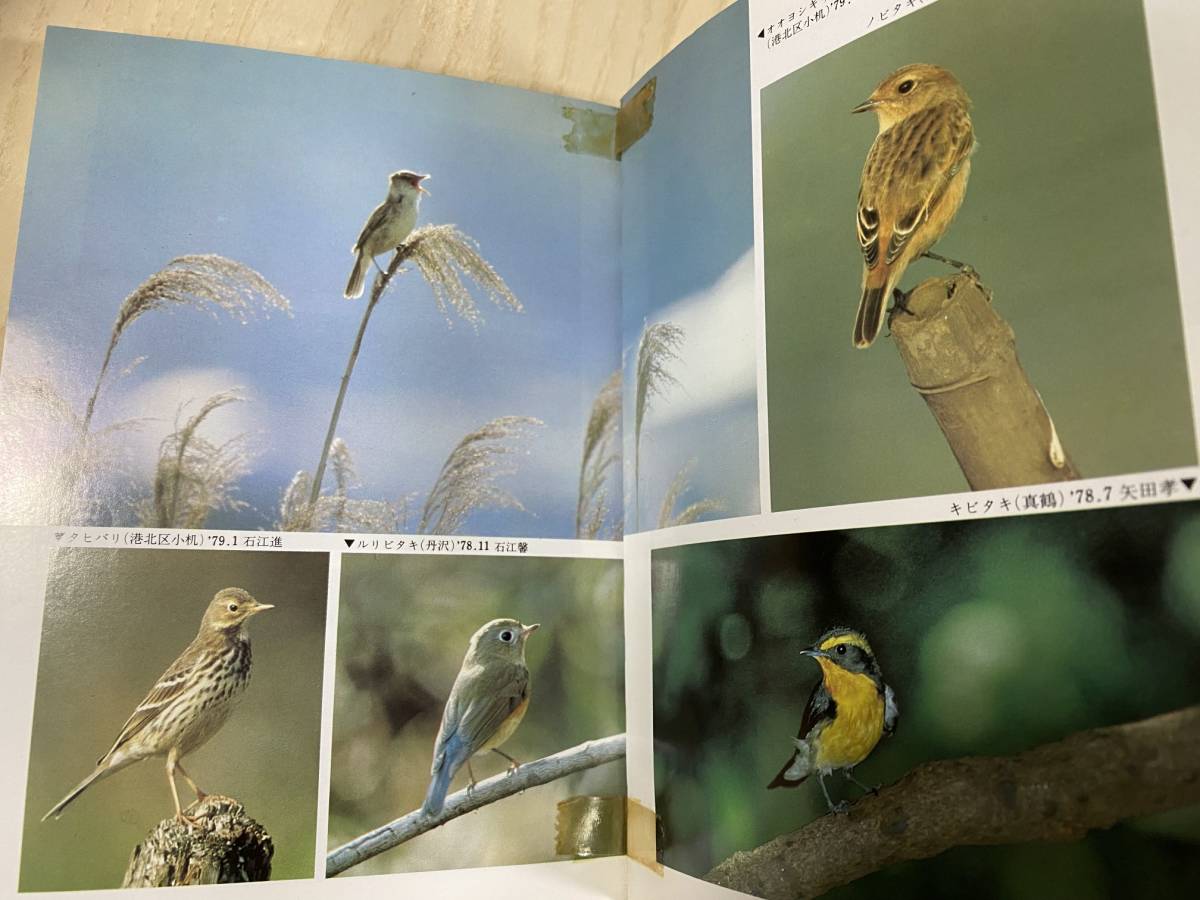  valuable [ Kanagawa. wild bird ] wild bird. . Kanagawa main part have ..