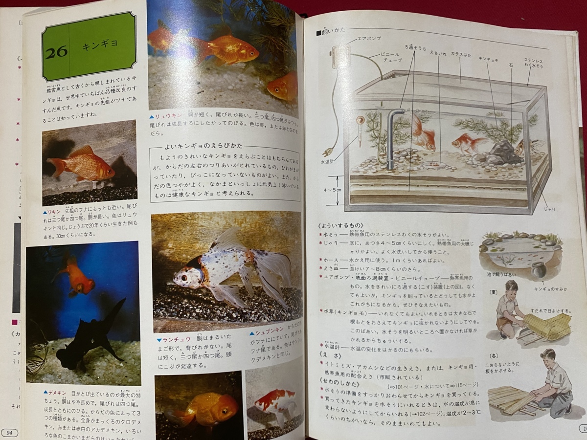 c■□　昭和書籍　旺文社カラー学習図鑑⑧　生きものの飼い方　採集・観察・標本　監修・林寿郎　/　Ｆ61_画像6