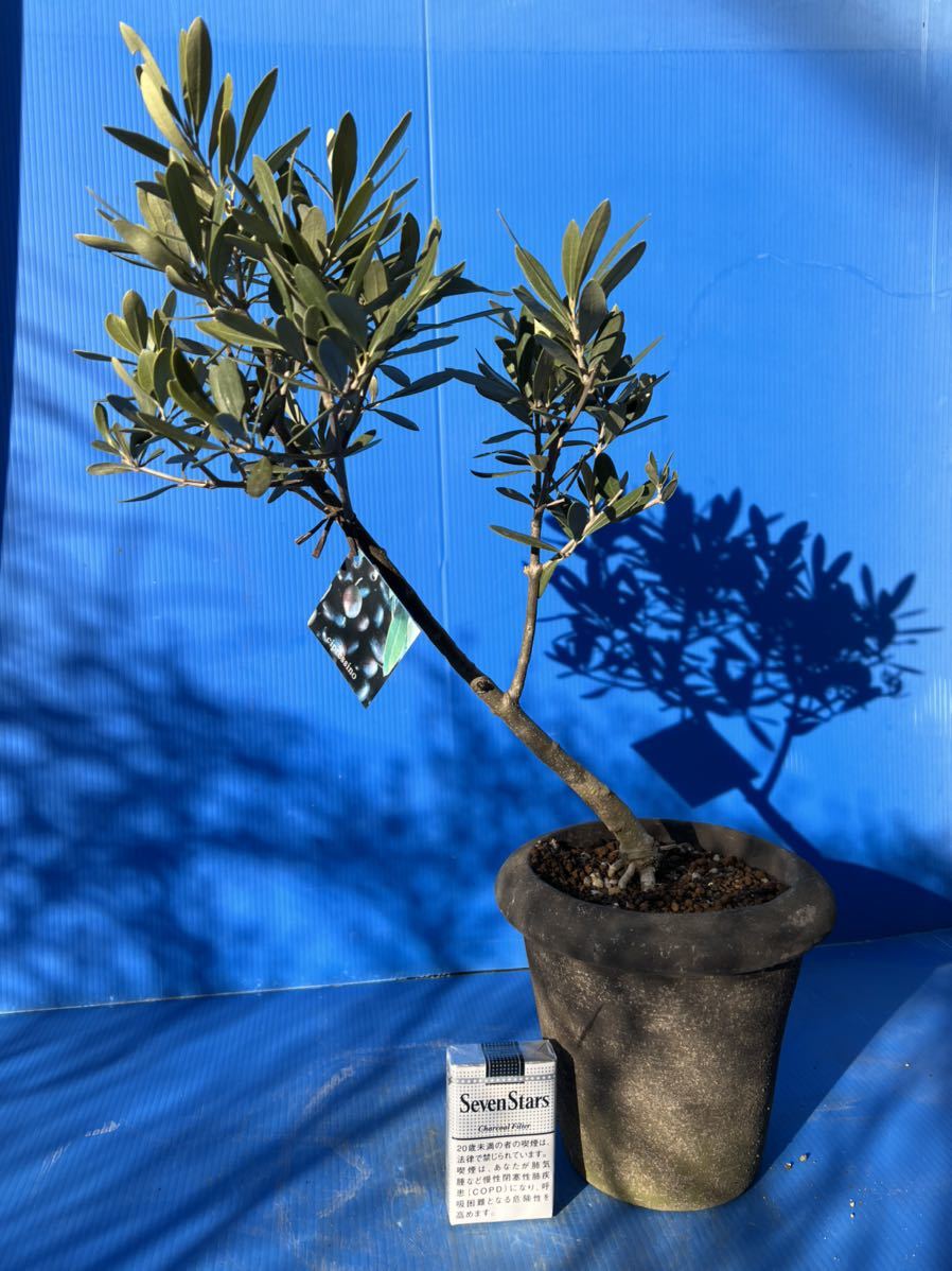 年中無休 オリーブ 『4年保証』 盆栽 植え スウェーデンモス鉢