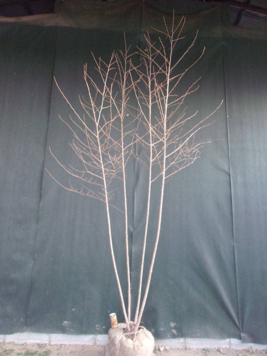 激安直営店 エゴノキ 株立 123 植木 庭木 Paulingranites In 激安直営店 エゴノキ 株立 123 植木 庭木 Paulingranites In