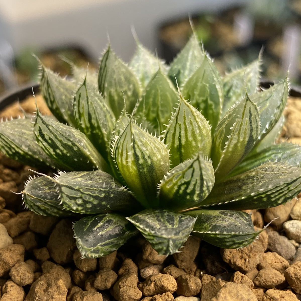 うのにもお得な情報満載 ミラーボール錦 多肉植物 ハオルチア サボテン Hlt No うのにもお得な情報満載 ミラーボール錦 多肉植物 ハオルチア サボテン Hlt No