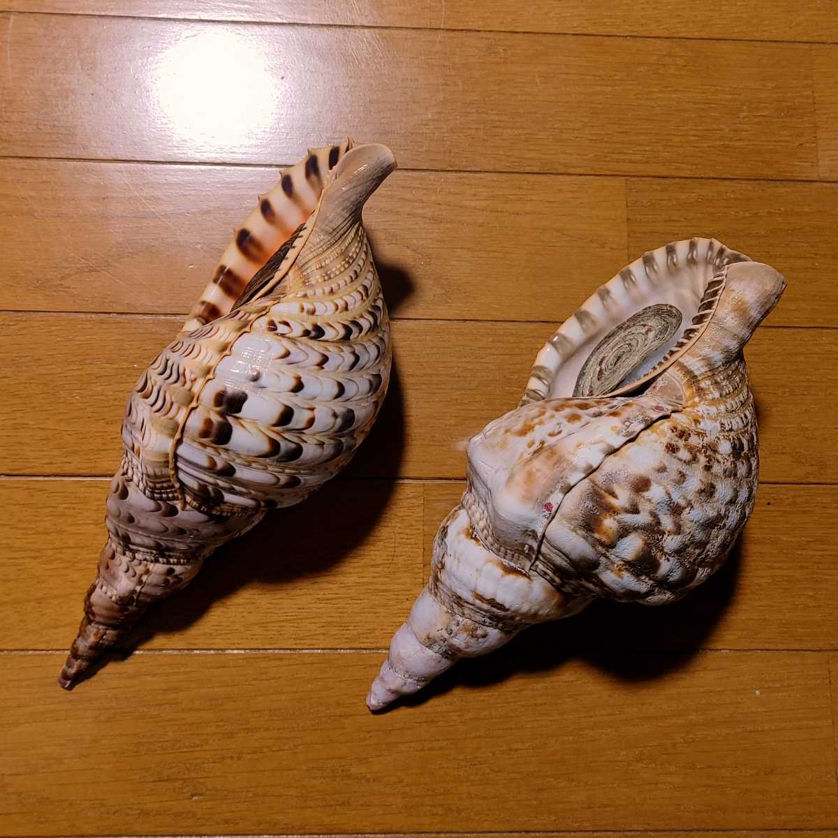 セイヨウホラガイ(カリブ海の法螺貝)