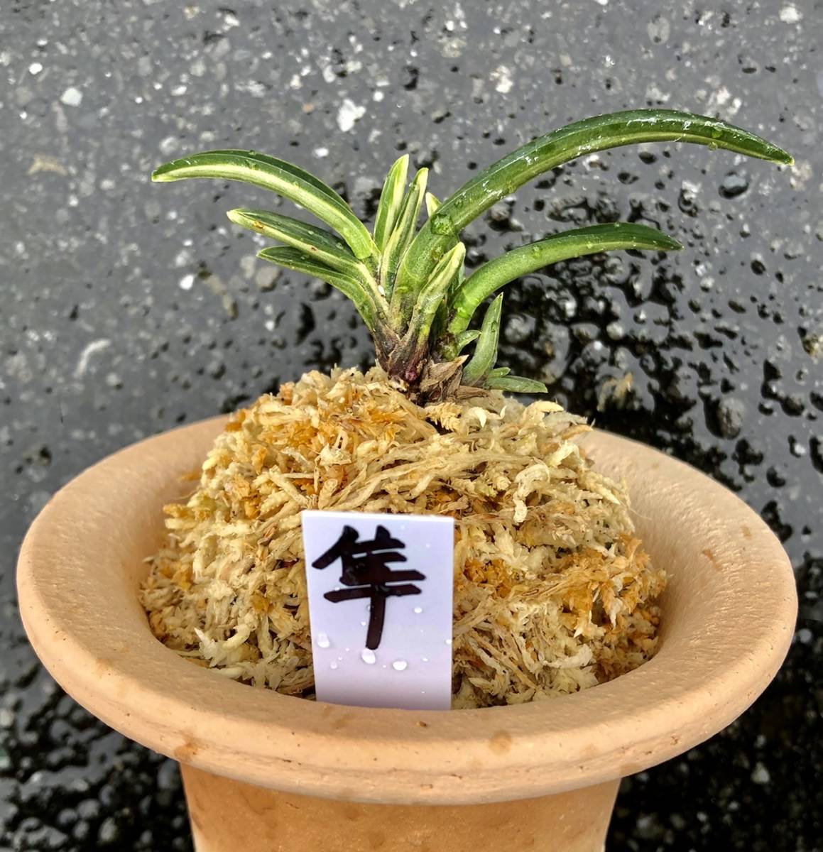 富貴蘭【西出都】からの突然変異品種【隼】春蘭 斑入り山野草 富貴蘭【西出都】からの突然変異品種【隼】春蘭 斑入り山野草
