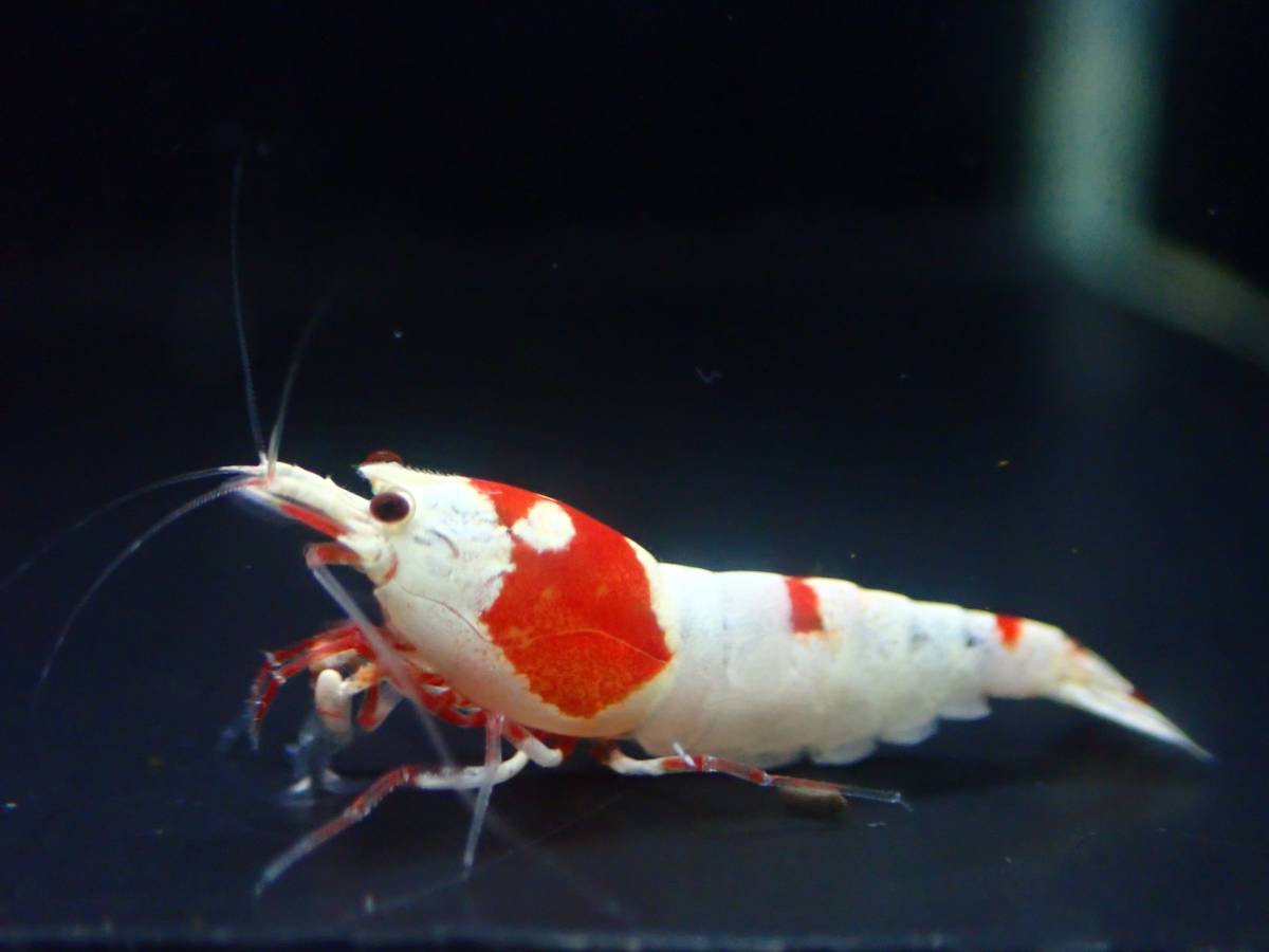 shrimp angel シュリンプ 厳選個体 レッドビーシュリンプ 5匹 水槽 最安値に挑戦 【再入荷】 エビ 熱帯魚 生体 アクアリウム 観賞魚