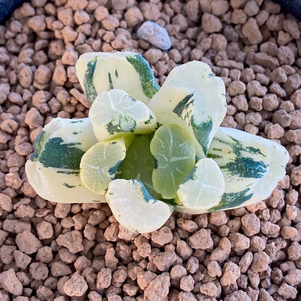 多肉植物/ハオルチア】Haworthia ☆万象錦 白妙錦 多肉植物/ハオルチア】Haworthia ☆万象錦 白妙錦