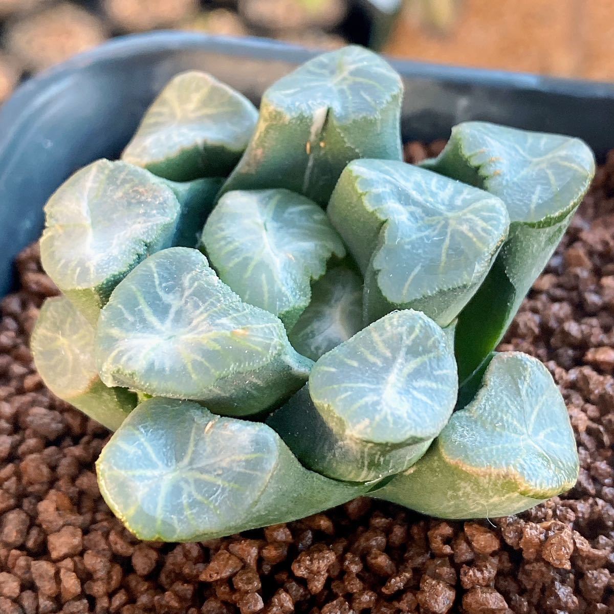 Yahoo!オークション - 【多肉植物/ハオルチア】Haworthia 万象錦 Yahoo!オークション - 【多肉植物/ハオルチア】Haworthia 万象錦