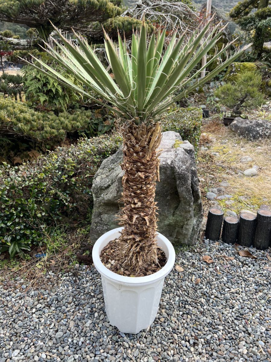 太株 1m8cm 新葉 レア 希少種 ユッカ フィリフェラ Yucca filifera