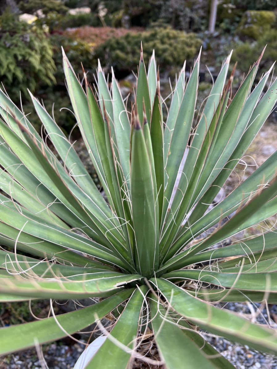太株 1m8cm 新葉 レア 希少種 ユッカ フィリフェラ Yucca 太株 1m8cm 新葉 レア 希少種 ユッカ フィリフェラ Yucca