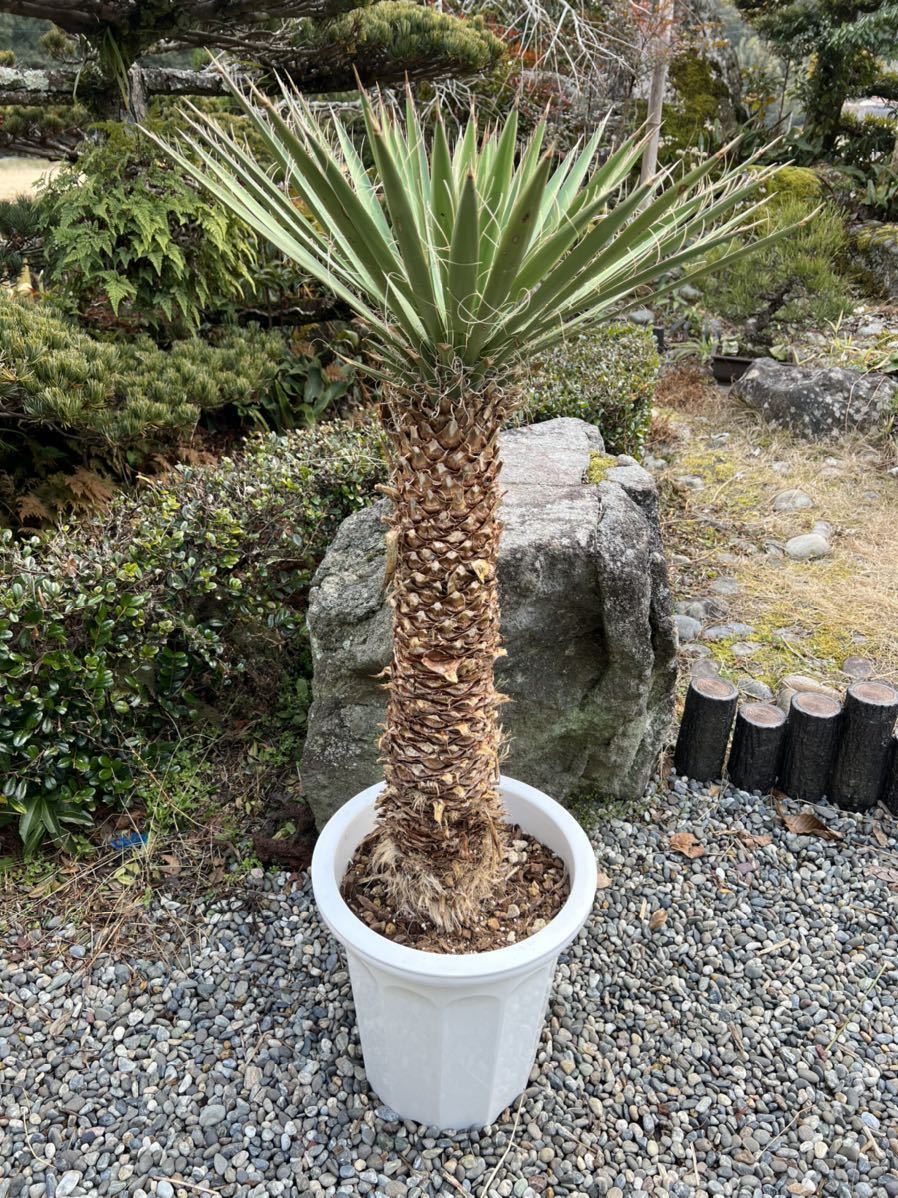 太株 1m8cm 新葉 レア 希少種 ユッカ フィリフェラ Yucca 太株 1m8cm 新葉 レア 希少種 ユッカ フィリフェラ Yucca